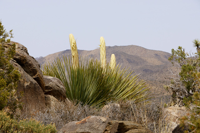 Mojave Yucca