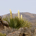 Mojave Yucca