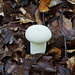 Flaschen-Stäubling (Lycoperdon perlatum)