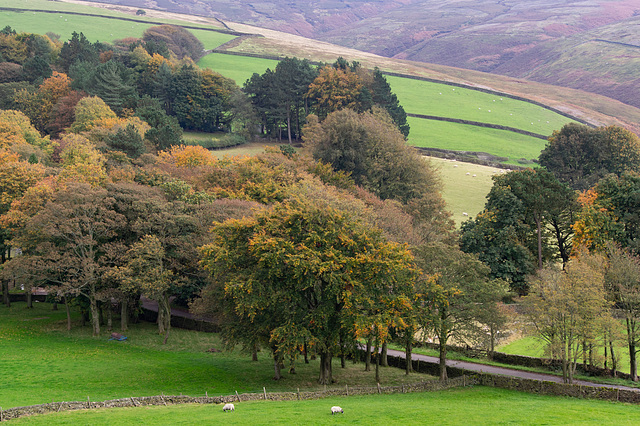 Moorfield Trees Autumn 2019