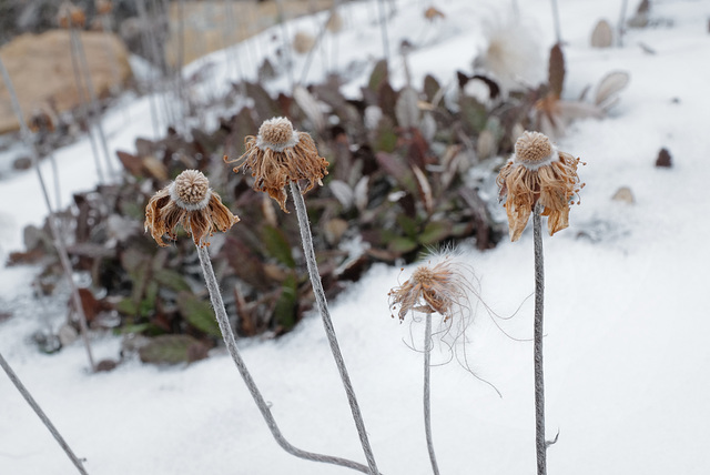 Dryas drummondii, Canada