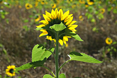 Das Leuchten einer Sonnenblume