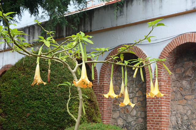 Mexico, Flowers of Brugmansia in the Garden of Merced in San Cristobal de las Casas