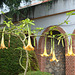 Mexico, Flowers of Brugmansia in the Garden of Merced in San Cristobal de las Casas