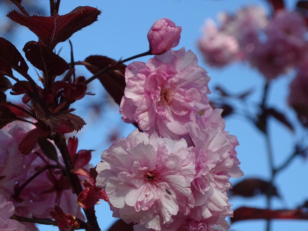 Pink Cherry Blossom