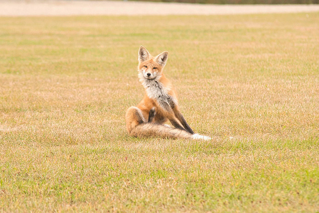 red fox grooming