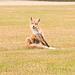 red fox grooming