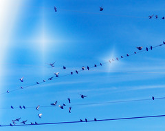 Flight of the Pigeons