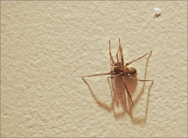 Spider Spider