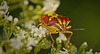 Die Purpur-Fruchtwanze (Carpocoris purpureipennis) ist erwachsen :)) The purple shield bug (Carpocoris purpureipennis) is fully grown :)) La punaise pourpre (Carpocoris purpureipennis) a atteint sa taille adulte :))