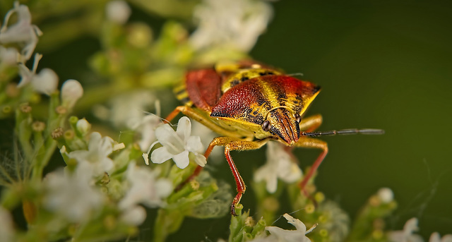 Die Purpur-Fruchtwanze (Carpocoris purpureipennis) ist erwachsen :)) The purple shield bug (Carpocoris purpureipennis) is fully grown :)) La punaise pourpre (Carpocoris purpureipennis) a atteint sa ta