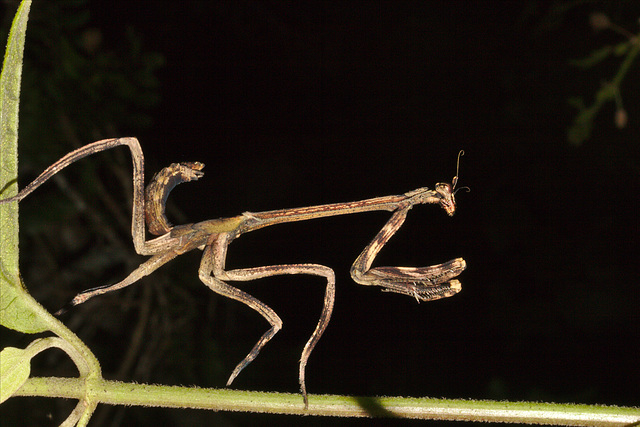 IMG 8838mantid