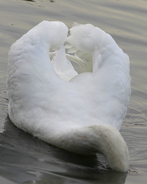 Le cygne de la politique de l'autruche.....