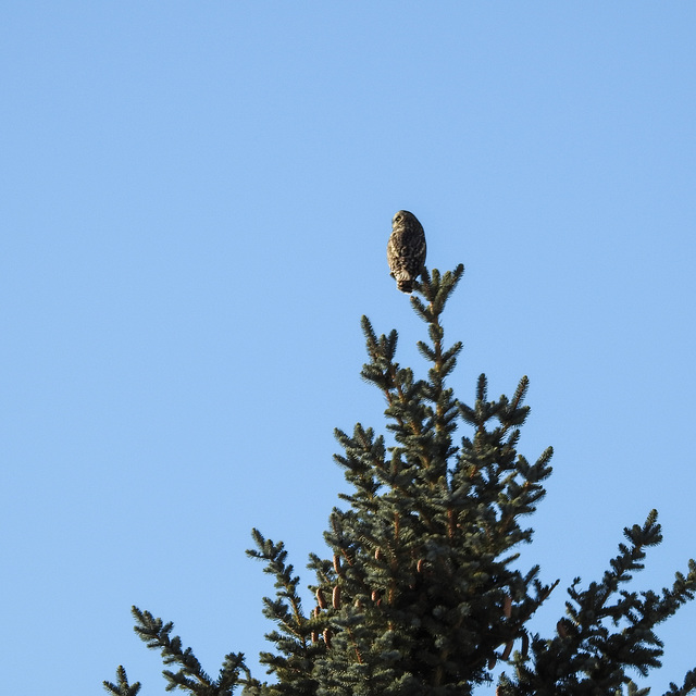 Distant Short-eared Owl