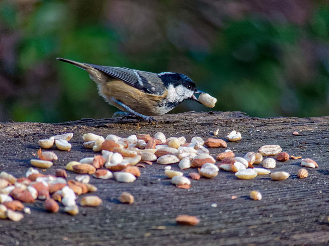 Coal tit9