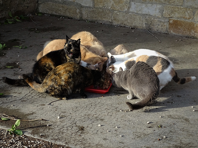 ...abandonnés mais nourris et câlinés par un bénévole...