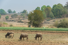 Eisenbahnfahrt von Kalaw nach Shwe Nyaung (© Buelipix)