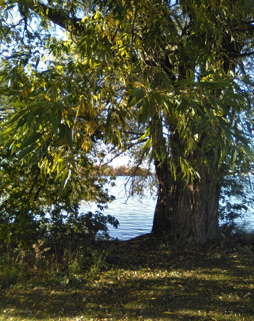 Scène automnale / Autumn scenery (6) (Québec)