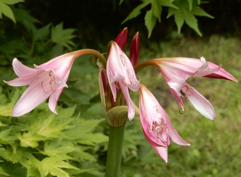 Garten- Ritterstern