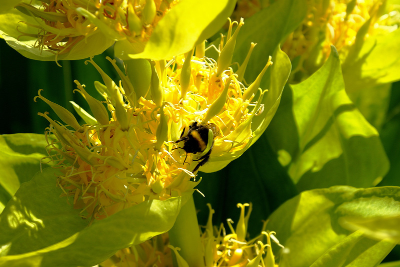 Hummel im gelben Enzian... ©UdoSm