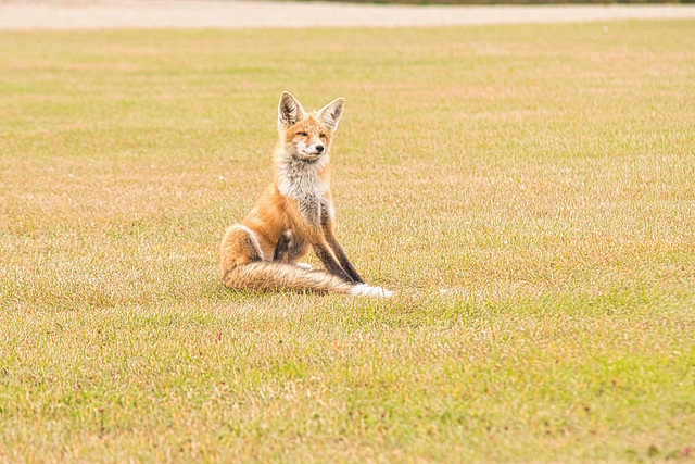 red fox grooming 2