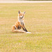 red fox grooming 2