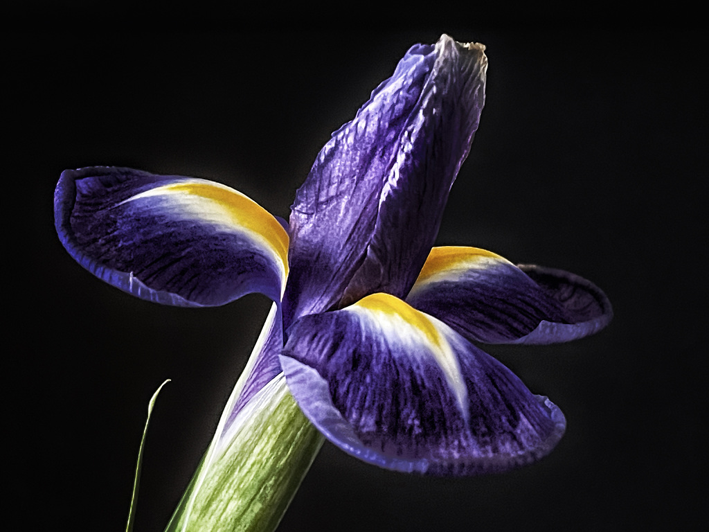 iris ff10 2023