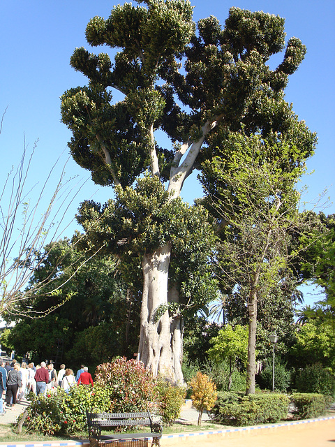 Jardines Cataline de Ribera