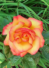 One of the special roses in our garden