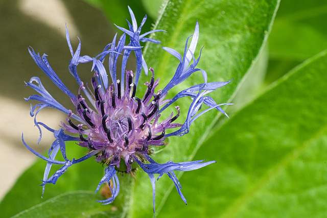 blue bee balm