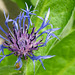 blue bee balm