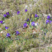 Iris chamaeiris, Zwerg-Iris - 2016-03-13--D4_DSC5184