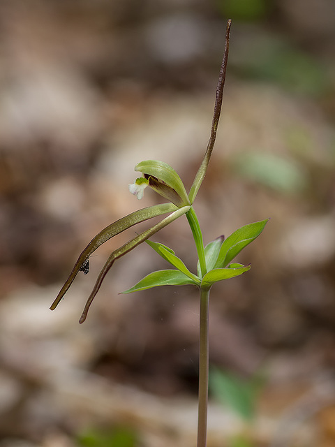 Isotria verticillata (Large Whorled Pogonia orchid)