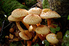 Pholiota squarrosa.  Shaggy scalycap