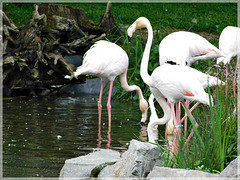 Flamants roses