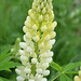 Lupin blanc