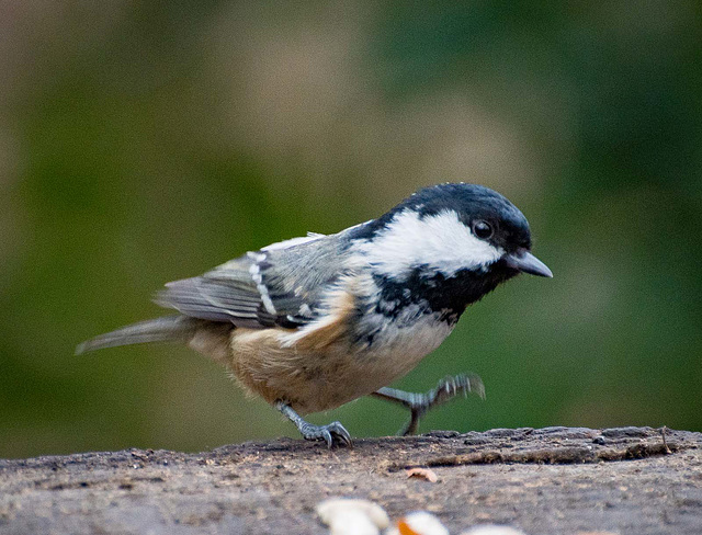 Coal tit10