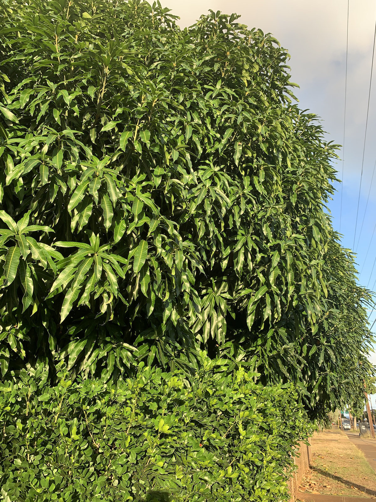 Landscaping detail - Kaimuki