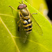 IMG 9922 Hoverflyv2