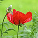 Poppy DSC 2888