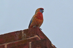 more than one use: Rosella on the chimney