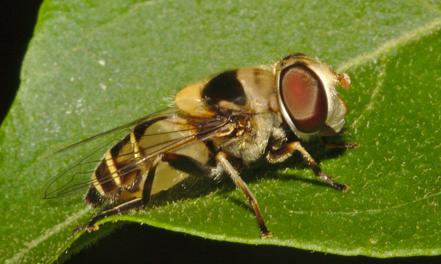 IMG 8426hoverfly