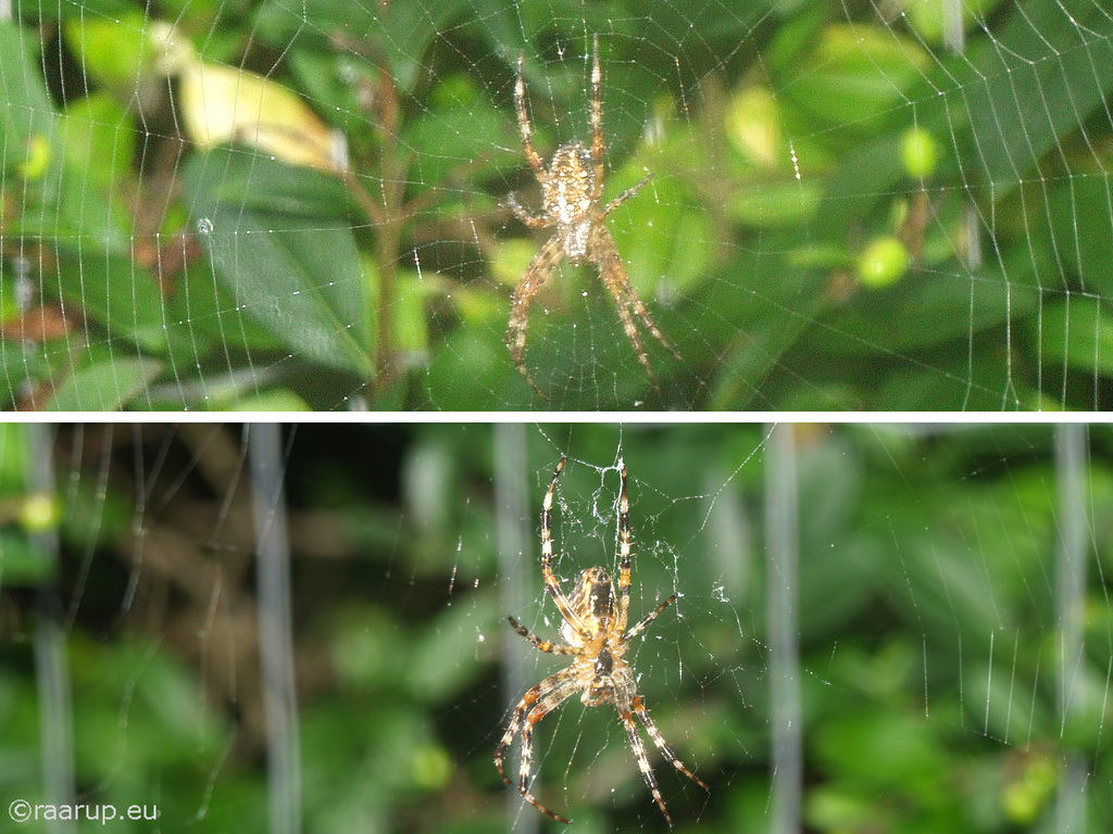Male from both sides