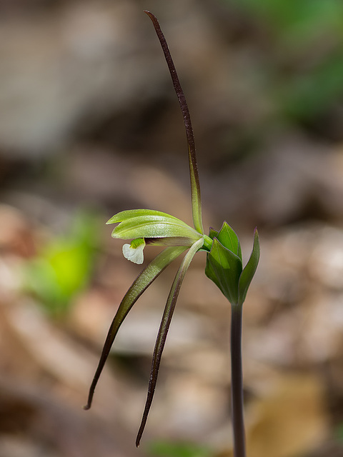 Isotria verticillata (Large Whorled Pogonia orchid)