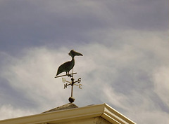 Weather pelican