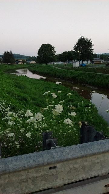 Fleurs, clôture et rivière