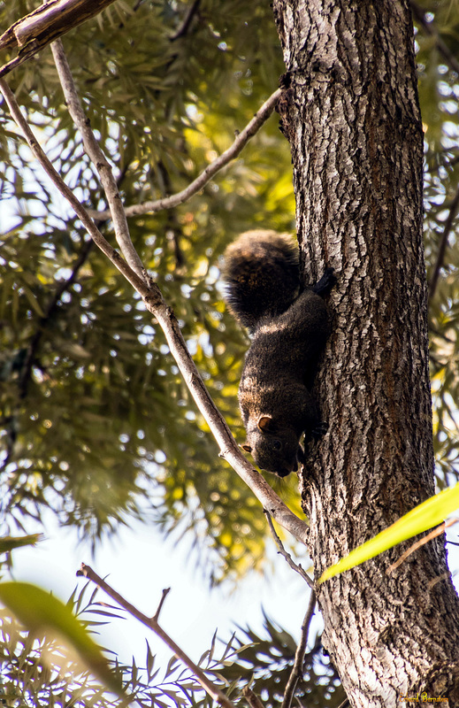 Pallashörnchen