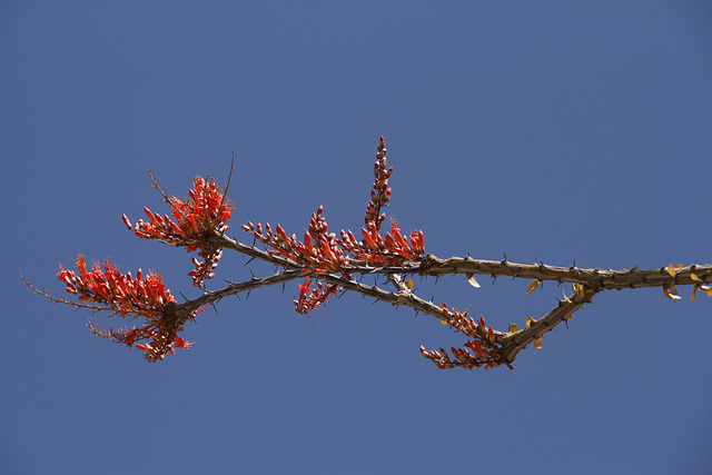 Ocotillo