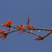 Ocotillo