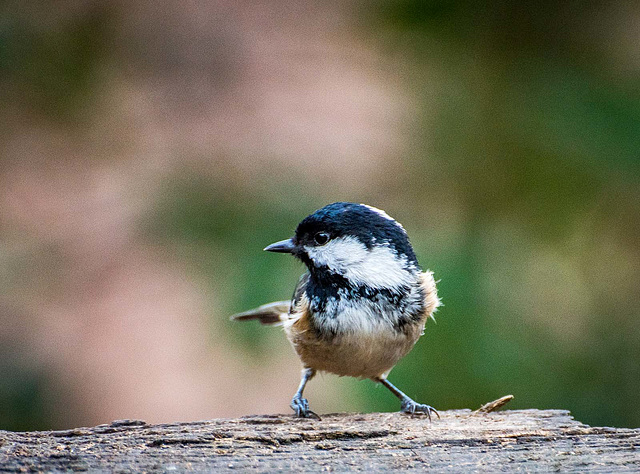 Coal tit11